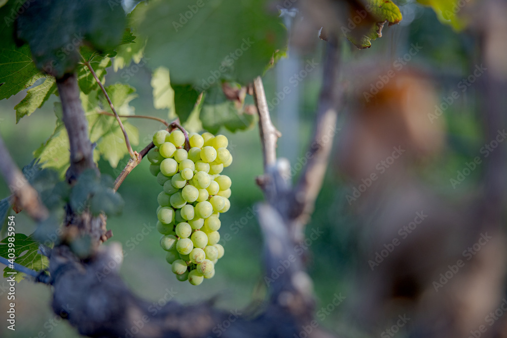 Fototapeta premium Young and Ripe grapes on vine at wineyard before harvesting