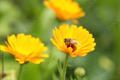 Eine gelbe Ringelblume im Sommer im Garten mit einer Biene in der Blüte, Calendula officinalis