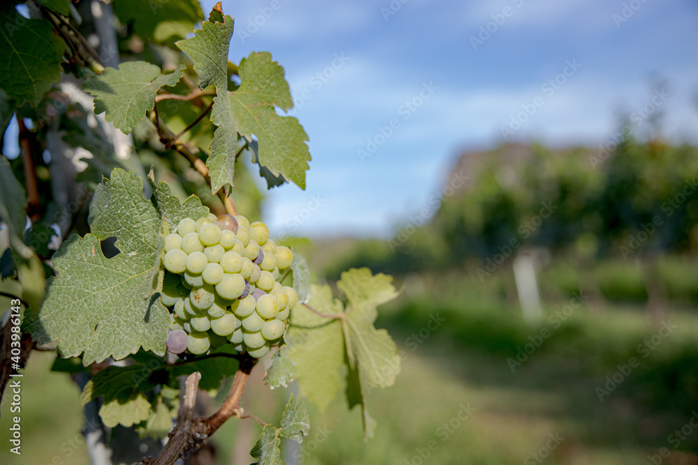 Fototapeta premium Young and Ripe grapes on vine at wineyard before harvesting