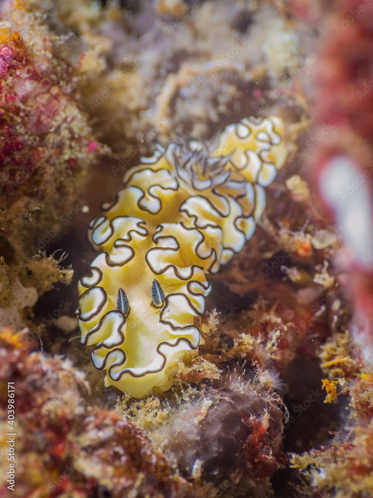 Black margined nudibranch (Mergui archipelago, Myanmar) Black margined nudibranch (Mergui archipelago, Myanmar)