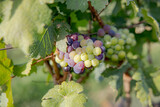 Young and Ripe grapes on vine at wineyard before harvesting
