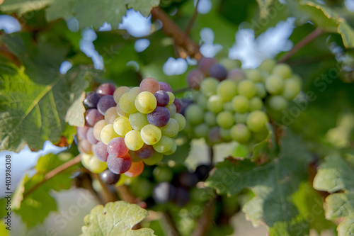 Young and Ripe grapes on vine at wineyard before harvesting