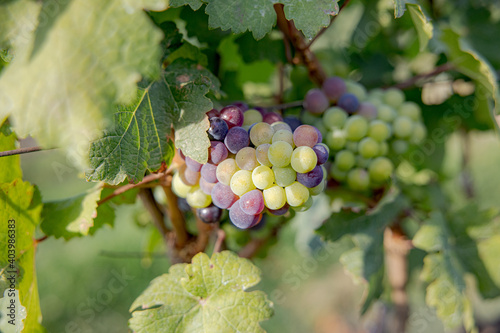 Wallpaper Mural Young and Ripe grapes on vine at wineyard before harvesting Torontodigital.ca