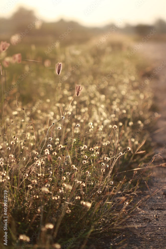 Close up Grass flowers on sunlight in the morning