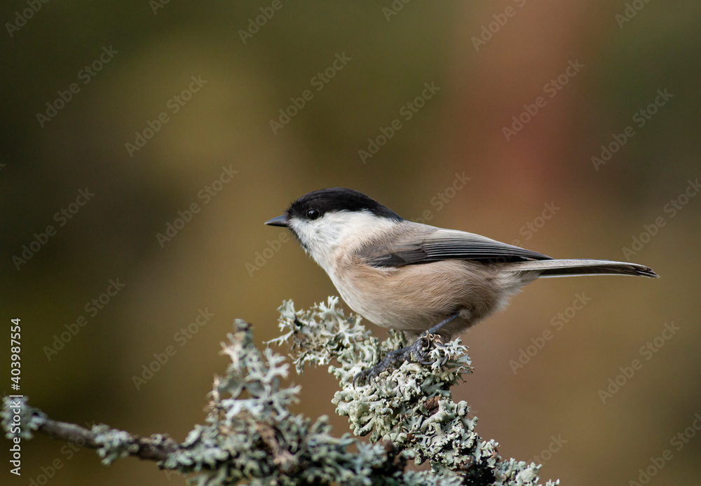 Small Willow Tit in autumn landscape Small Willow Tit in autumn landscape