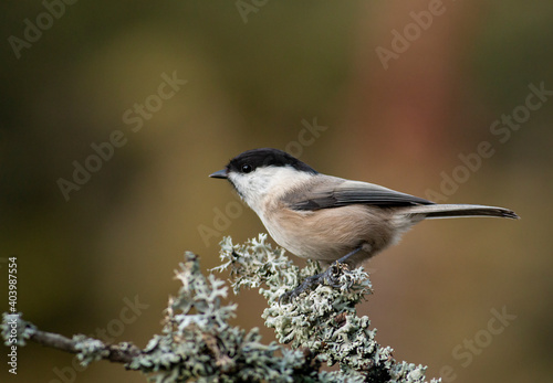 Small Willow Tit in autumn landscape