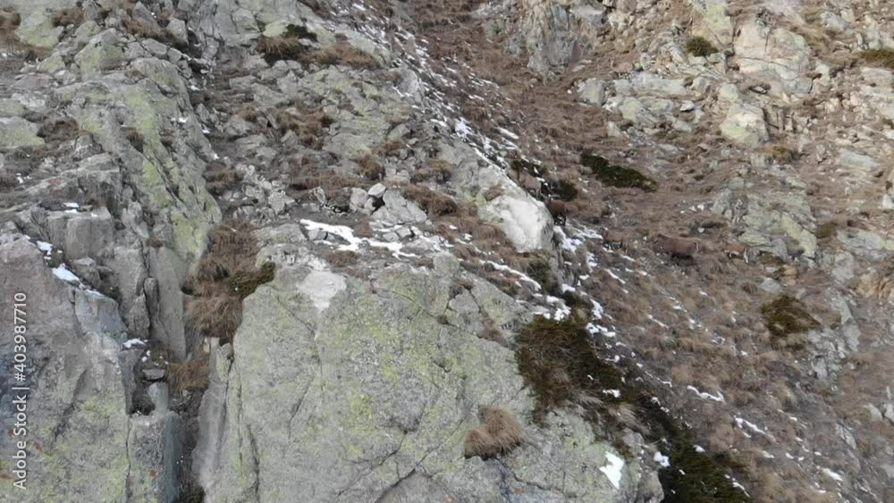 Caucasus, Bezengi gorge. Mountain goats (tours) on the rocks. Caucasus, Bezengi gorge. Mountain goats (tours) on the rocks.