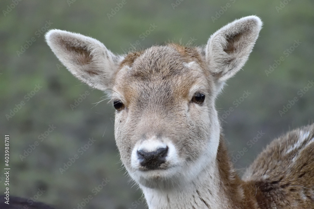 Cute young fallow deer posing for photo Cute young fallow deer posing for photo