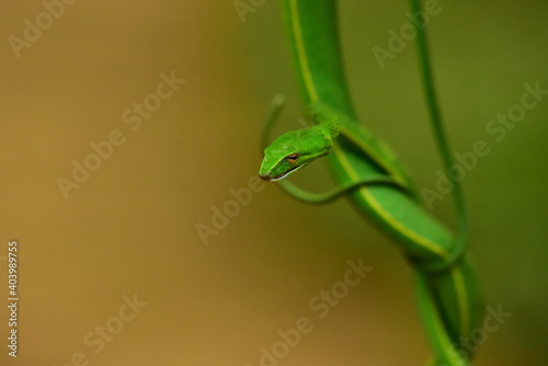 Green snake in the tree Its green skin of camouflage nature to dodge the enemy to survive. 