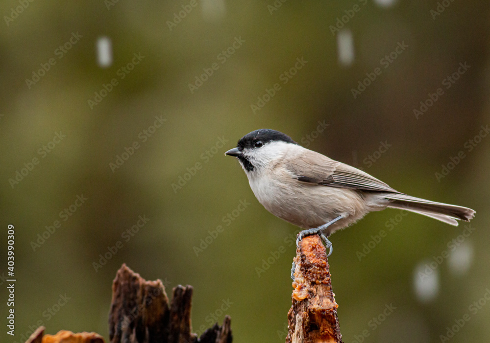 Fototapeta premium Common Marsh Tit in the forest background