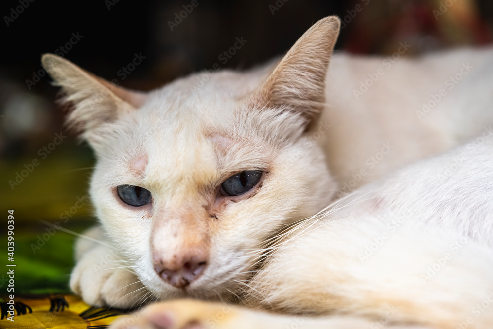 Lonely white cat looking at camera