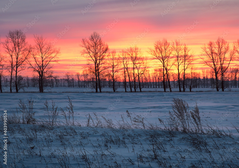 Bright ruby-colored dawn on a winter morning. Snow field, bare silhouettes of trees
