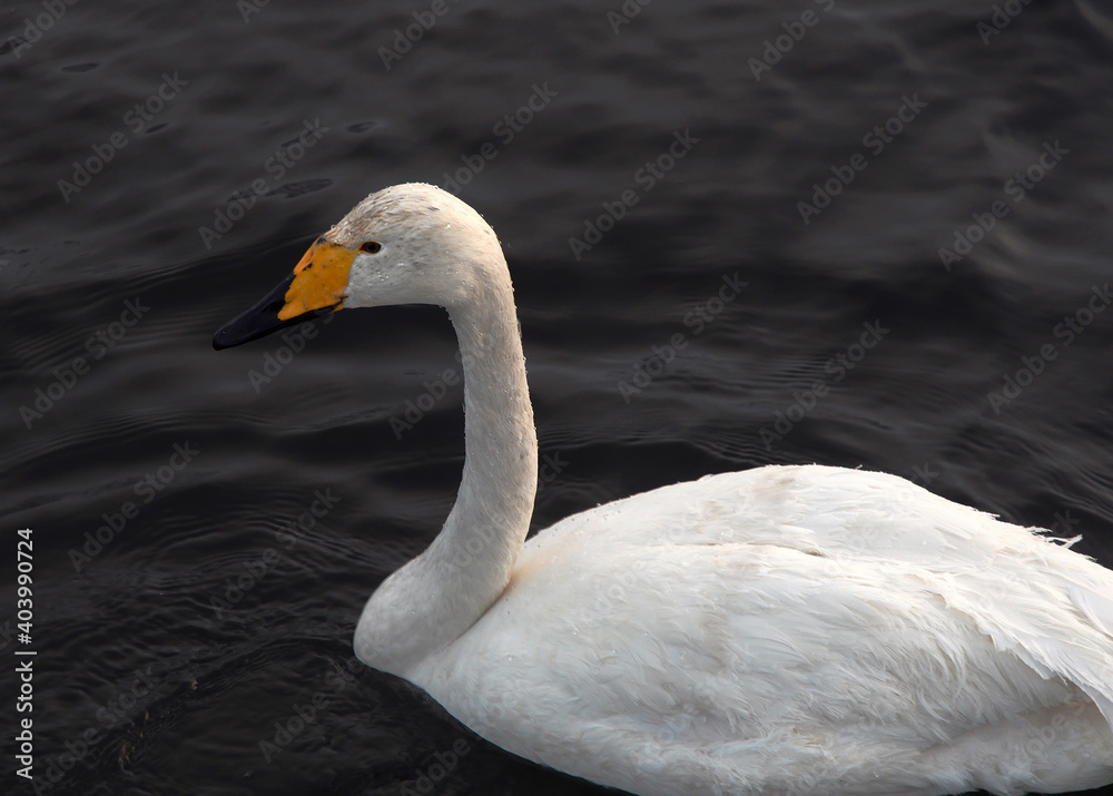 Whooper Swan on the water close-up Whooper Swan on the water close-up
