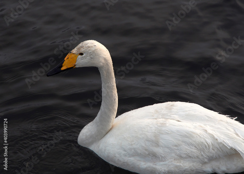 Whooper Swan on the water close-up