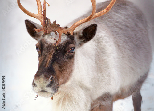 Head of north reindeer close-up photo