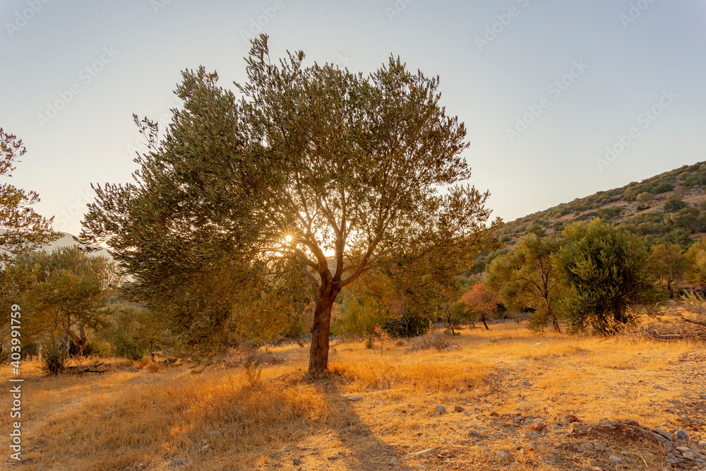 Fototapeta premium The olive tree with sunset in the olive tree garden.
