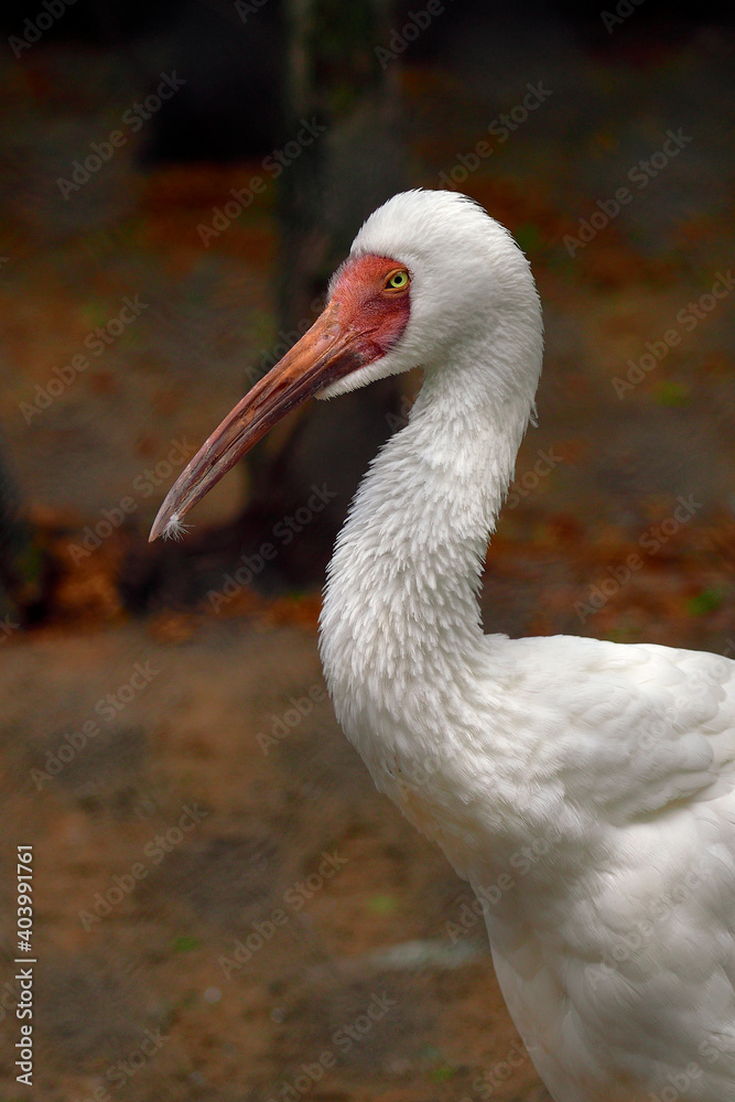 Obraz premium A sacred IBIS with a red beak