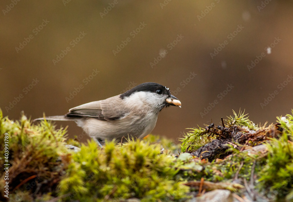 Common Marsh Tit in the forest background Common Marsh Tit in the forest background