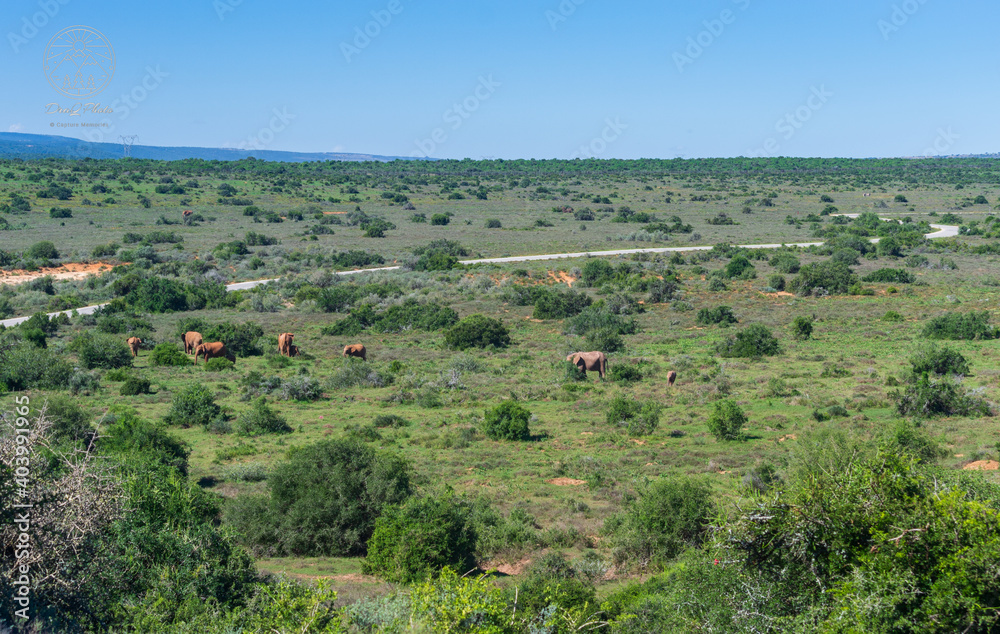 Fototapeta premium landscape with elephants in the field