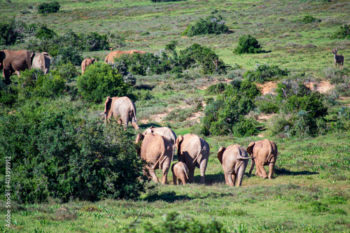 Canvas Print herd of elephants