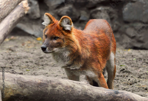 Red wolf in the zoo