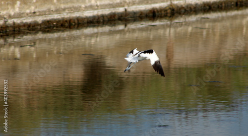 Avocette Élégante