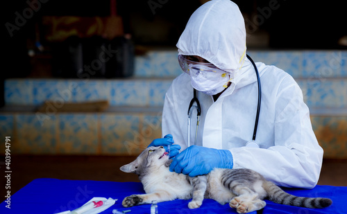 Veterinarians wear PPE for canine distempervirus (CDV) vaccine. Cats and dogs, veterinary medicine.