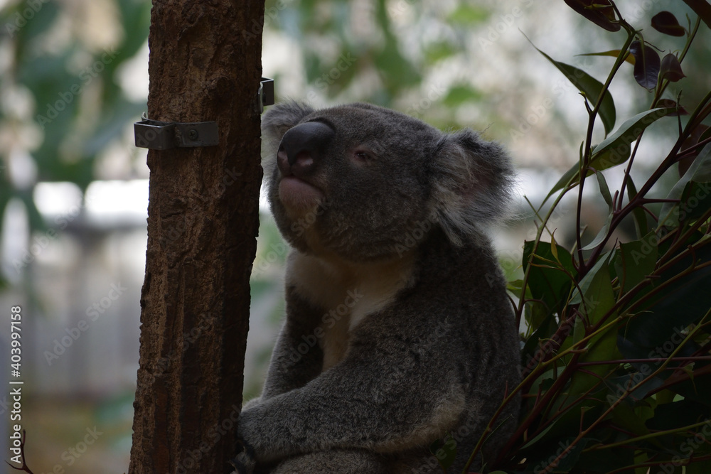 Obraz premium 動物