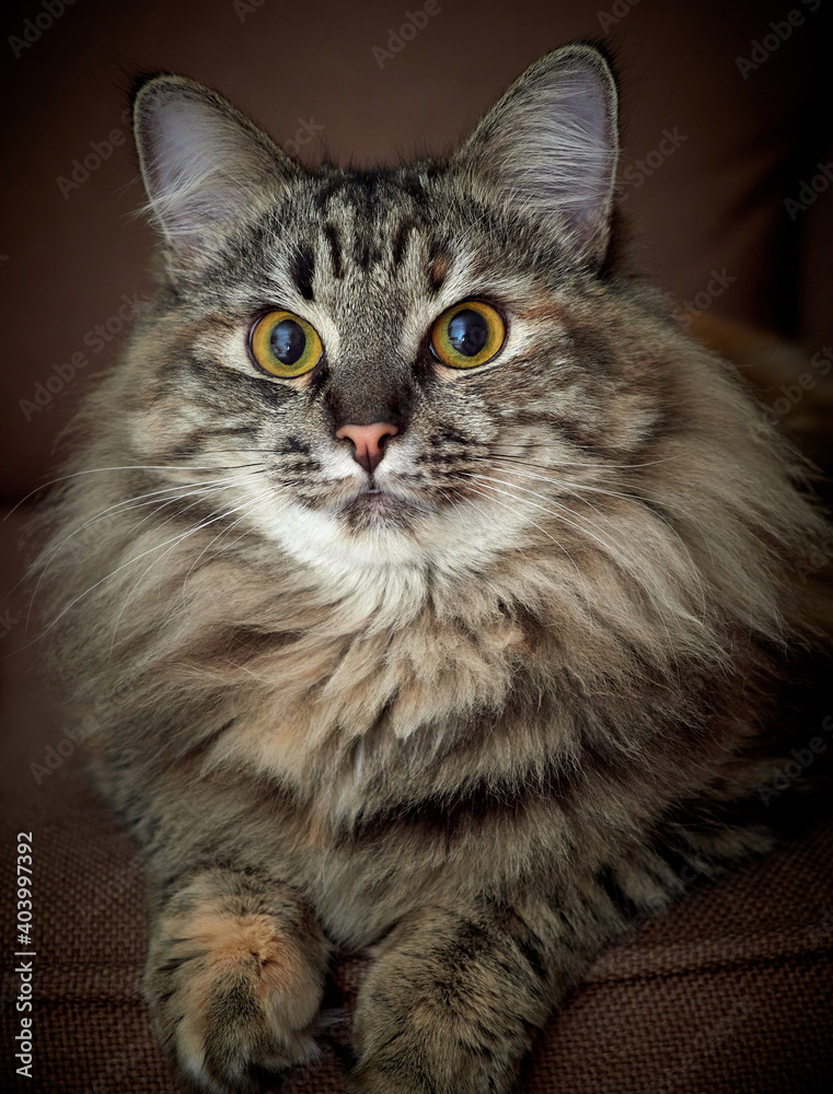 Portrait of a Norwegian forest cat on a light background.