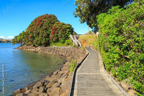 A wooden boardwalk on a rocky shore  leading to a flowering pohutukawa tree. Raglan  New Zealand