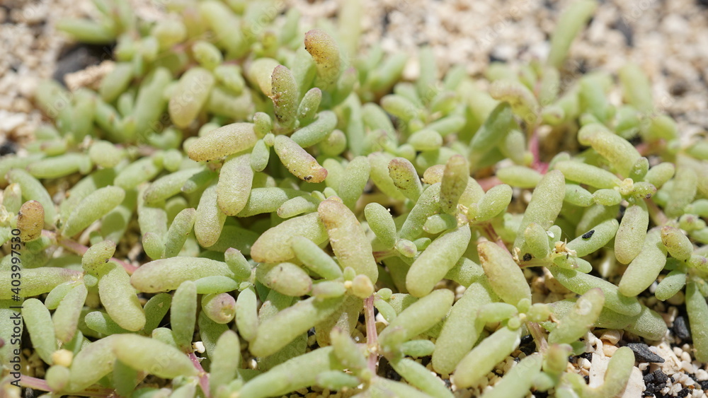 a Sedum dasyphyllum (not sure) in Caihau, on the island Sao Vicente, Cabo Verde, in the month of November a Sedum dasyphyllum (not sure) in Caihau, on the island Sao Vicente, Cabo Verde, in the month of November