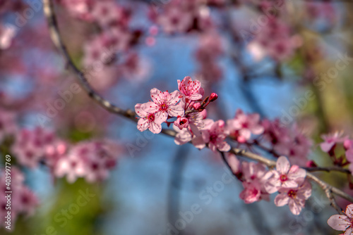 Beautiful spring blossom in Bulgaria