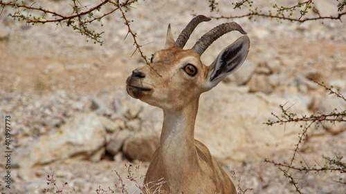 The wildlife of Ein Gedi, Israel