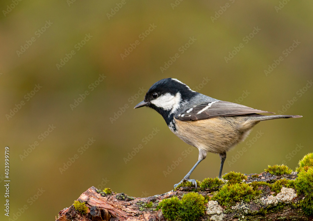 Coal Tit perching on mossy branch Coal Tit perching on mossy branch