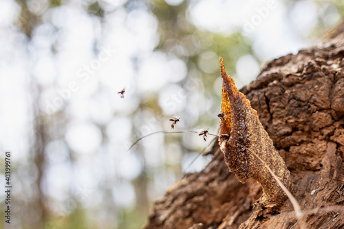 Stingless bees living in forest tree,