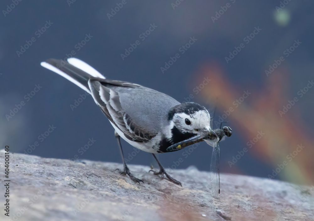 Φωτογραφία The white wagtail (Motacilla alba) is a small passerine bird in the family Motacillidae, which also includes pipits and longclaws