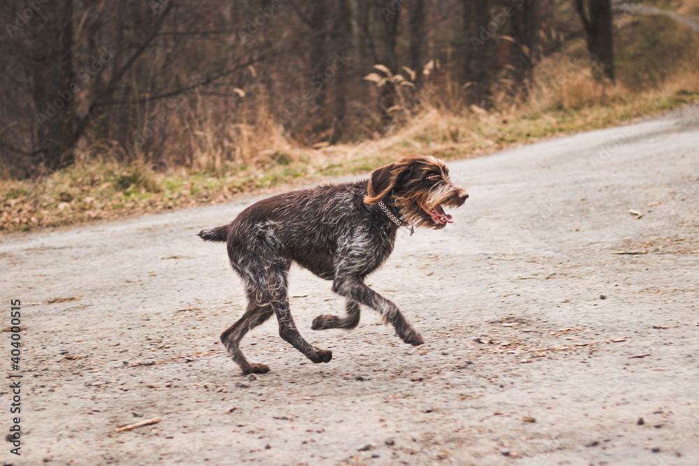 Bohemian Wire-haired Pointing Griffon runs as fast as he can across the road. Cesky whiskers caught in flight. Friend of man, loyal servant. Picture in Antique White and Fortuna Gold tones Bohemian Wire-haired Pointing Griffon runs as fast as he can across the road. Cesky whiskers caught in flight. Friend of man, loyal servant. Picture in Antique White and Fortuna Gold tones