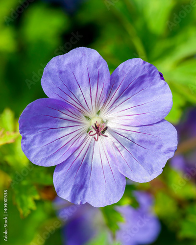 Geranium Rozanne 'Gerwat' a summer flowering plant with a violet blue summertime flower which open from June to September which is commonly known as cranesbill, stock photo image 