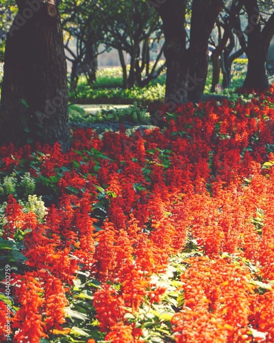 photo of artistic salvia red flowers in the park