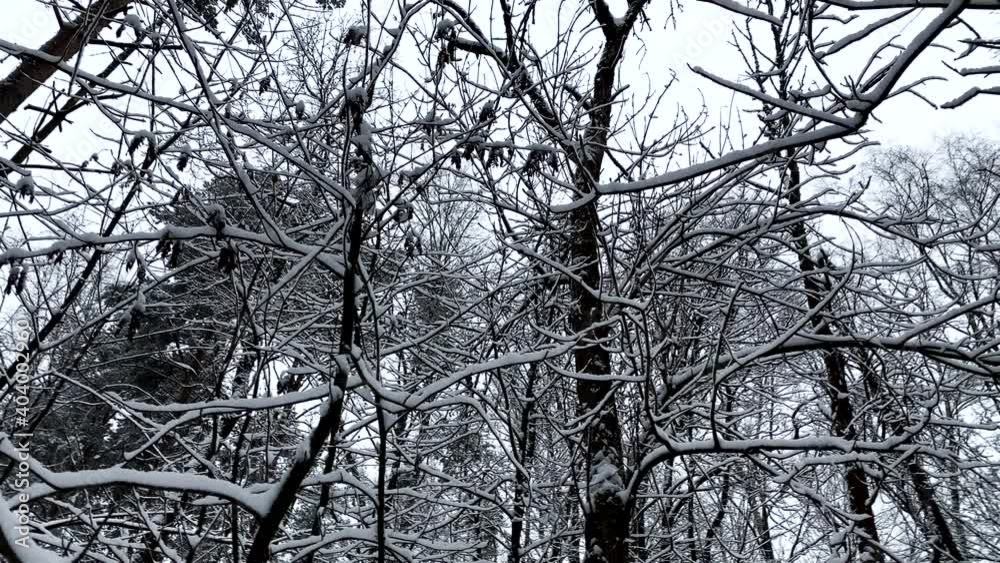 Snow on the branches of trees, winter panorama of forest. Walking in winter forest looking up to snow covered tree branches Snow on the branches of trees, winter panorama of forest. Walking in winter forest looking up to snow covered tree branches