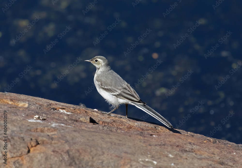Φωτογραφία The white wagtail (Motacilla alba) is a small passerine bird in the family Motacillidae, which also includes pipits and longclaws