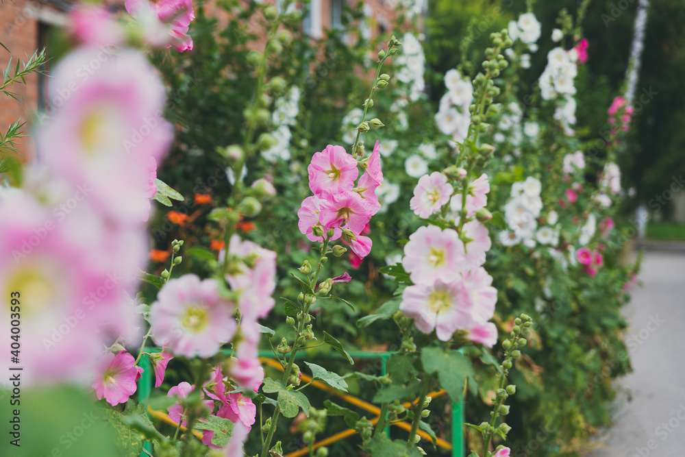 Fototapeta premium Pink mallow flower in a flowerbed against a background of green leaves