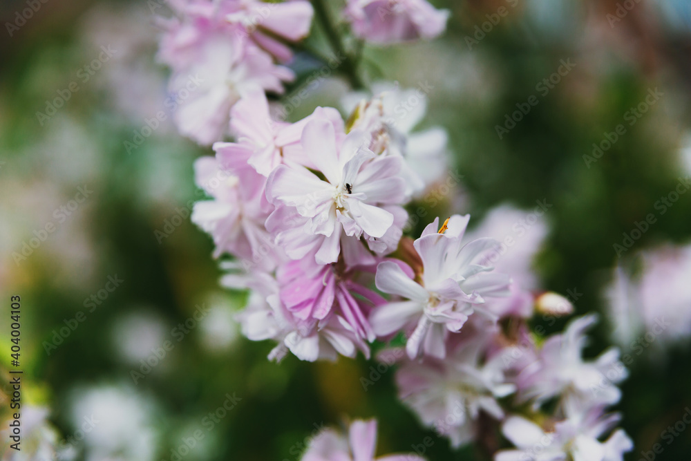 Light pink flowers of the plant soapwort officinalis on a background of greenery. Light pink flowers of the plant soapwort officinalis on a background of greenery.