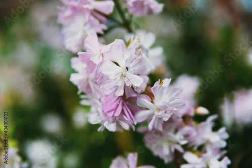 Light pink flowers of the plant soapwort officinalis on a background of greenery.