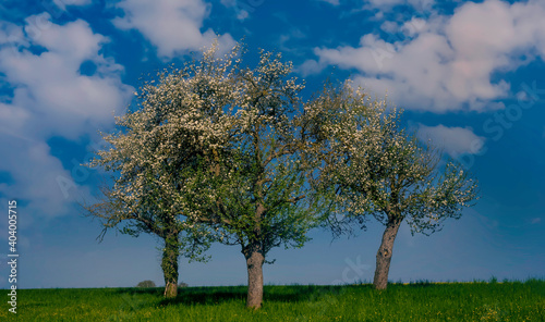 Blooming branch of apple tree in spring season background © SASITHORN