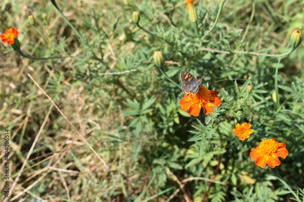 orange flower in the garden with butterfly orange flower in the garden with butterfly