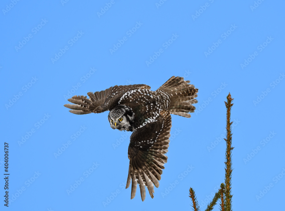 Fototapeta premium Northern Hawk Owl in Flight Taking Off from Top of Spruce Tree against Blue Sky