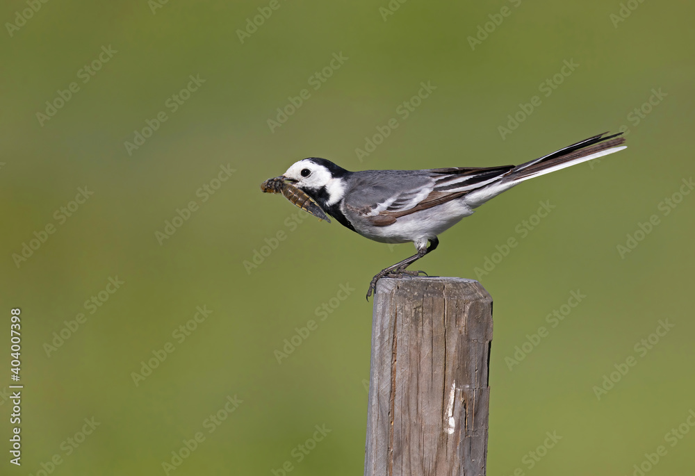 Naklejka premium The white wagtail (Motacilla alba) is a small passerine bird in the family Motacillidae, which also includes pipits and longclaws.