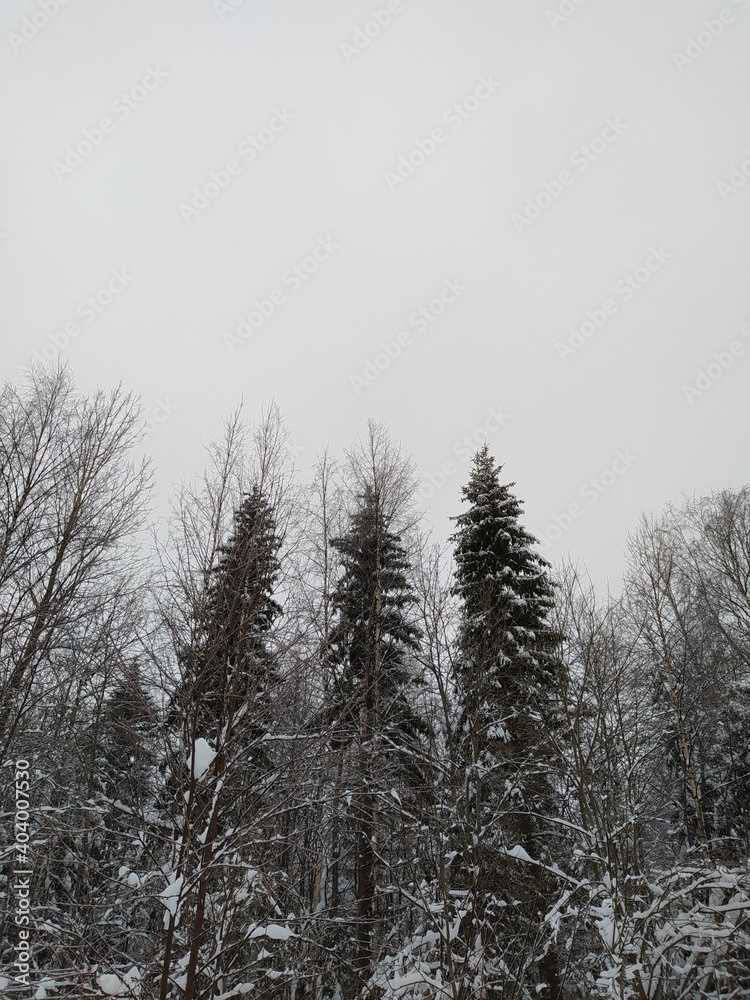 Three pines Three pines