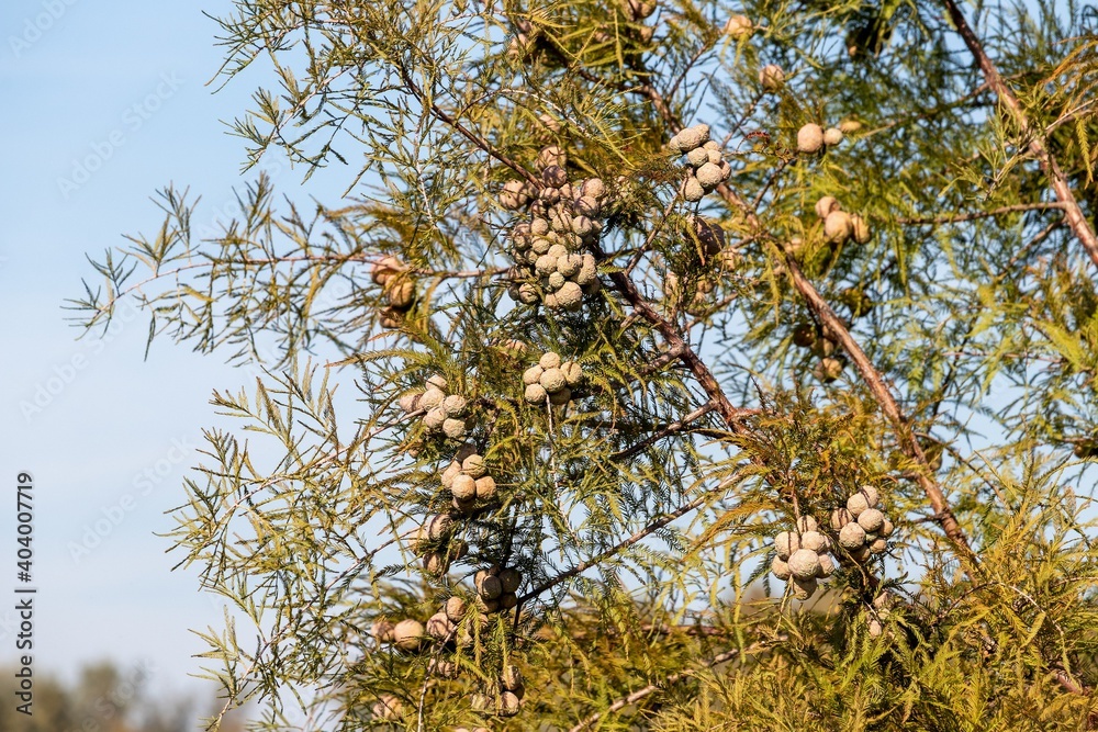 Obraz premium A branch with cones of tree Taxodium two-rowed, or common marsh cypress - deciduous coniferous tree of the Taxodium genus of the Cypress family (Cupressaceae)
